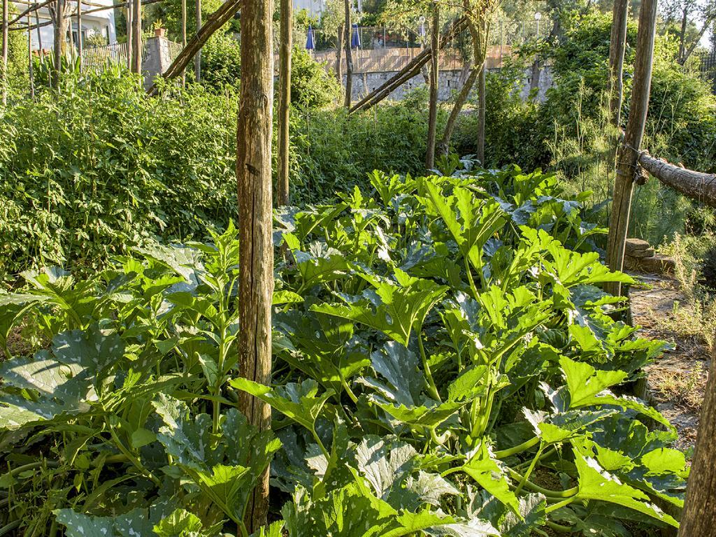 Villa Carolina Sorrento Private Heated Pool And Sea View Екстер'єр фото